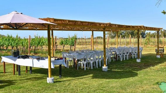 Alghero: wine tasting w/ local aperitif in the vineyard