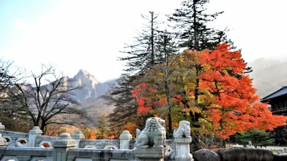 韓國秋季楓葉之旅【韓國雪嶽山國家公園】