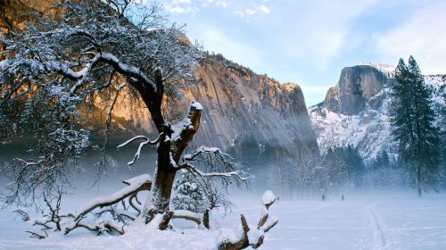 United States Yosemite National Park + Giant Sequoia hiking 1-day tour [departing from San Francisco | foreign language guide] Day Tours