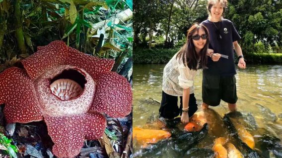 The Best of Kundasang: Desa Dairy Farm, Canopy Walk And BBQ Pork Day Tour | Kota Kinabalu