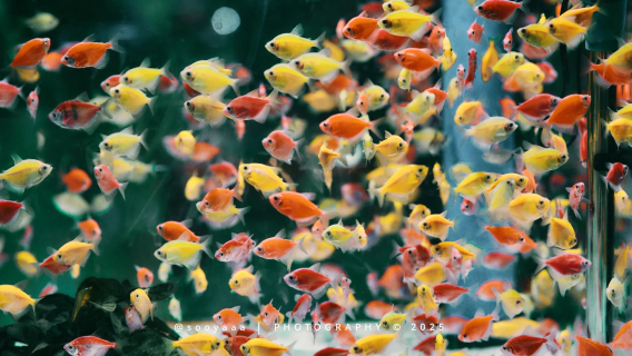 Circuit privatisé : Ville ancienne de Qingyan et marché aux fleurs et aux oiseaux de Guigang (Excursion d'une journée)