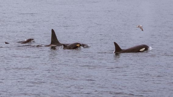 From Dalvik: Arctic Whale Watching in Northern Iceland