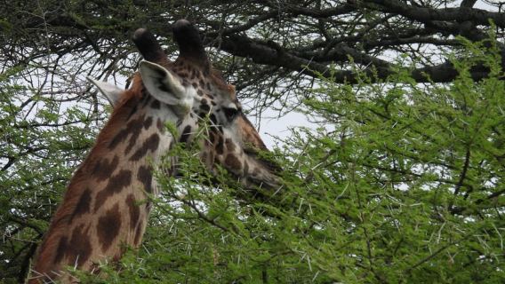 อารูชา: การผจญภัยการอพยพของสัตว์ป่าที่เซเรนเกติ 7 วัน …