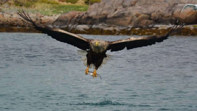 Desde Svolvær: crucero por el fiordo Trollfjord con safari en RIB Sea Eagle por Lofoten