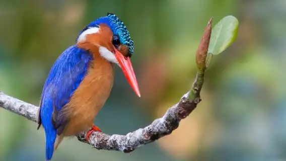 เดอร์บัน: ทัวร์ชมนก