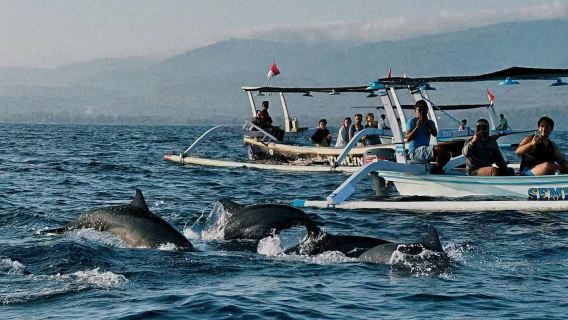 Bali: Lovina Dolphin Watching + Sunrise Tour [Private Transfer + Shared Boat + Romantic Attractions & Tours]