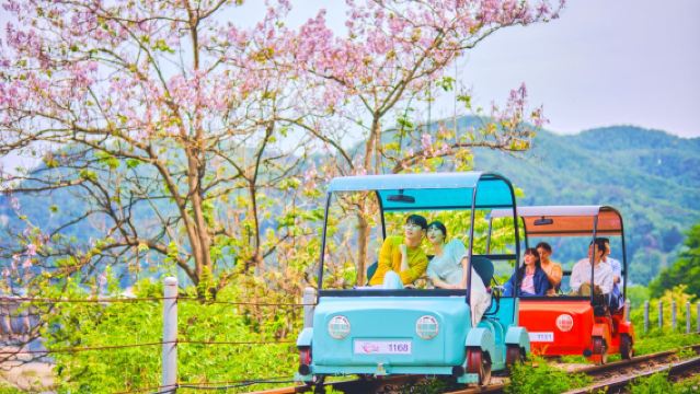 Korea Tagesausflug zur Kirschblüte | Nami Island × Schienenfahrrad × Eden Kirschblütenweg