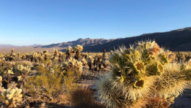美國洛杉磯來回-約書亞樹國家公園-棕櫚泉【中文包車自由行】