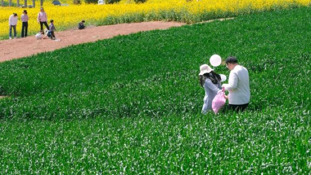 Hanzhong Kaunti Mian Kampung Air Huangtang + Bunga Rape Bukit Yuejialing + Lautan Bunga Kampung Chen [Ribuan Hektar Bunga Rape Menanti Kedatangan Anda]