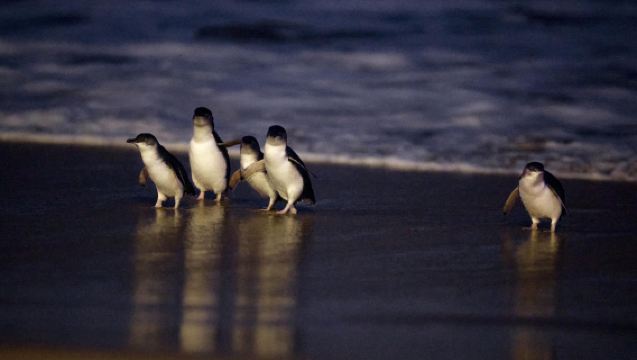 Puffing Billy Railway and Phillip Island penguin parade tour in Melbourne, Australia