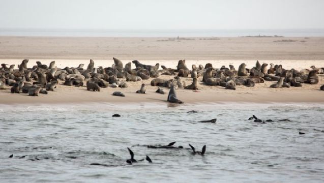 Croisière avec dauphins et phoques