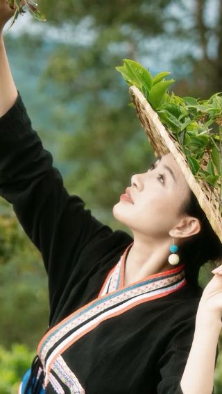 [Puer Departure - 2-8 People] Nuogan Ancient Village + Jingmai Mountain Ancient Tea Garden + Wengji Ancient Village One-Day Tour