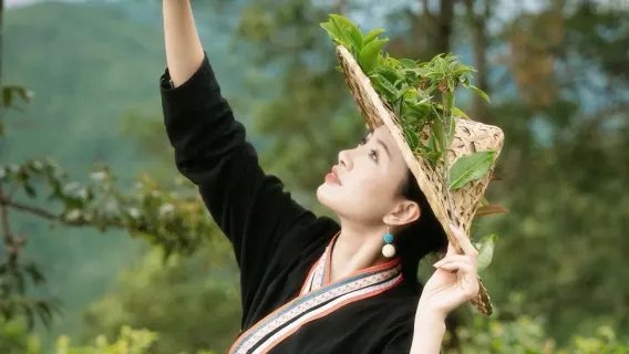 [Puer Departure] Nuogan Ancient Village + Jingmai Mountain Ancient Tea Garden + Wengji Ancient Village Day Trip (2-8 people)