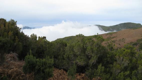 Levada do Alecrim (Madeira Lakes) Full-day walk