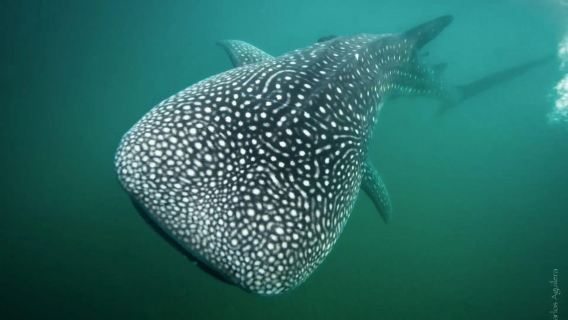 La Paz: Whale Shark Swimming Adventure with Marine Biologist