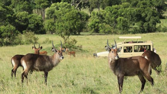 Ngorongoro Crater Day Trip Group Safari.