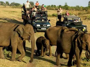 Udawalawe National Park Safari. Private full day tour from Bentota.