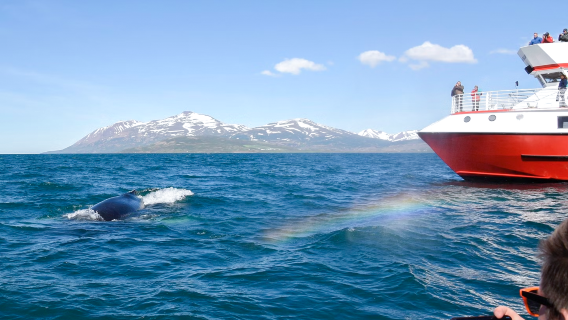 Tour di avvistamento balene a Reykjavik 2-3H