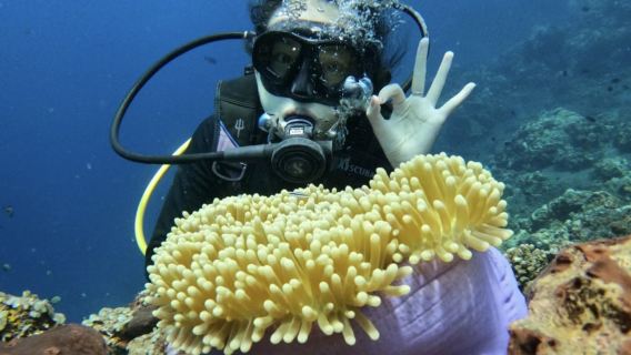 印尼峇里島圖蘭奔體驗潛水自由潛1天【珊瑚花園+自由號沉船、專業教練帶潛、含午餐、專車接送】