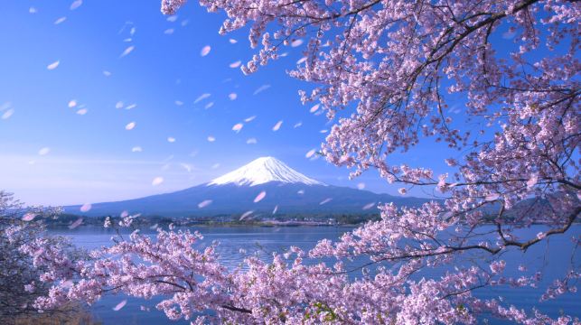 [櫻花季賞櫻]日本東京富士山一日遊【可選9人精品團/酒店上門接送|中文服務|新倉山淺間公園/河口湖大石公園/日川時計店/忍野八海】