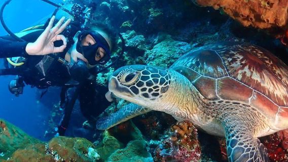 Однодневный дайвинг на Пхукете, Таиланд: дайвинг на островах Пи-Пи и Рача Яй + профессиональные сертифицированные инструкторы + глубоководный/ознакомительный дайвинг + опционально погружение к затонувшему кораблю King Cruiser