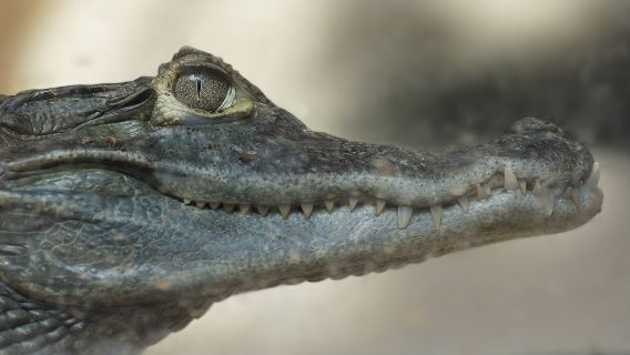 Crocodile Feeding
