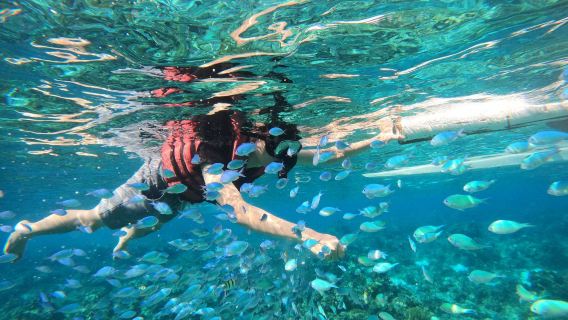 Balicasag Island Tour: Dolphin Watching + Snorkeling + Fish feeding