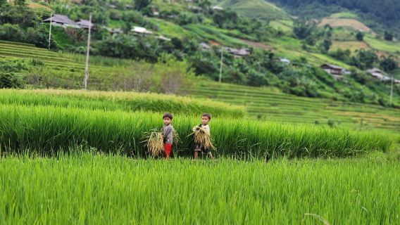Hanói: Trekking de 3 días en Mu Cang Chai, ruta oculta y vida local