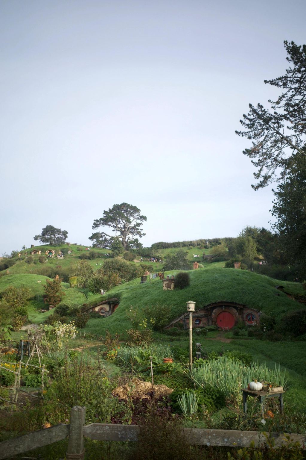 新西蘭霍比特村+懷託摩螢火蟲洞一日遊｜奧克蘭出發｜可小團｜包車