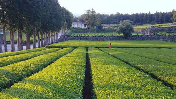 Jeju Premium Small Group UNESCO Day Tour - South