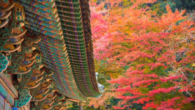 Busan: Naejangsan National Park Autumn Foliage One Day Tour