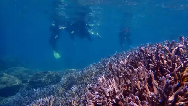 エクスマウス：カヤックで楽しむ半日珊瑚ツアー | Trip.com