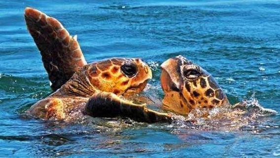 Zakynthos: Paseo en barco para avistar tortugas en la bahía de Laganas