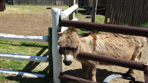 長島野生動物園+復古莊園 1日遊