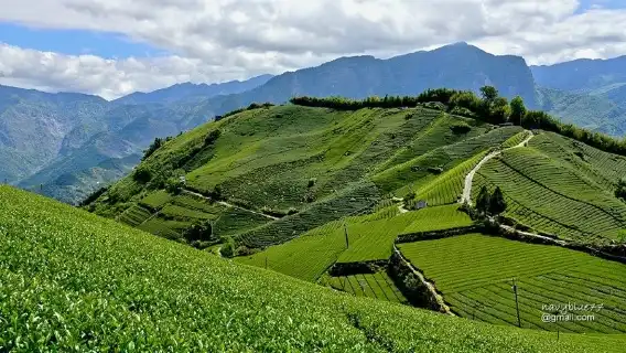 豐山漫步雲端步道賞花觀瀑行