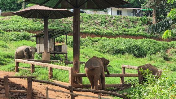 Chiang Mai Soulful Escape: Elefin Farm Elephant Cafe, Cypress Lanes & Baan Kang Wat