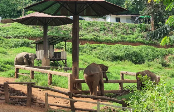 清邁靈魂之旅：Elefin Farm 大象咖啡館、Cypress Lanes: Bowling, Arcade, Bar & Grill 及 Baan Kang Wat