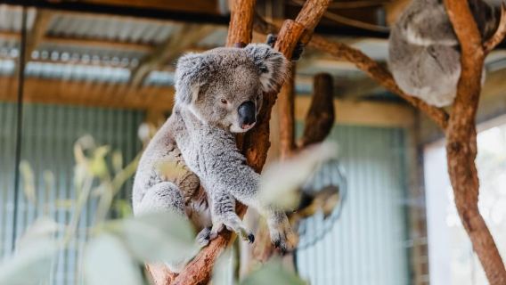 Sydney: tour della baia di Jervis con spiagge, koala e canguri