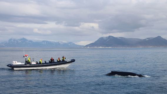 Iceland Special Tours Whale Watching Half-Day Cruise|Multiple cities, multiple ship types