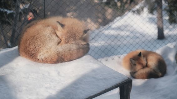 Hokkaido Asahiyama Zoo (including admission ticket), Biei, Shirogane Blue Pond (Aoiike), Panoramic Flower Gardens Shikisai-no-oka 1-day tour