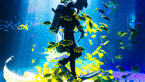 常州中華恐龍園＋常州海昌海洋探索館【常州市內】