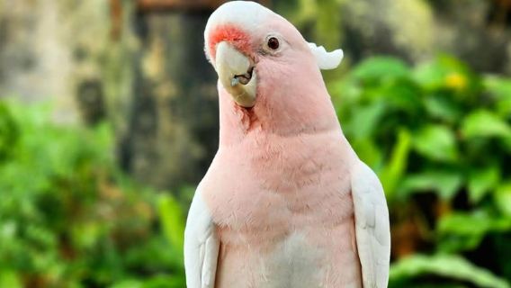 【杜拜一日遊】綠色星球+杜拜水族館&水下動物園 親子沉浸探索
