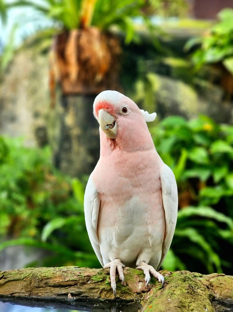 [Tagesausflug in Dubai] Grüner Planet + Dubai Aquarium & Unterwasserzoo – Immersive Entdeckungstour für Familien