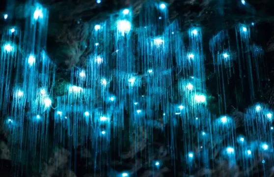 黃金海岸春溪國家公園藍光螢火蟲夜遊【免小費丨中文小團可選】