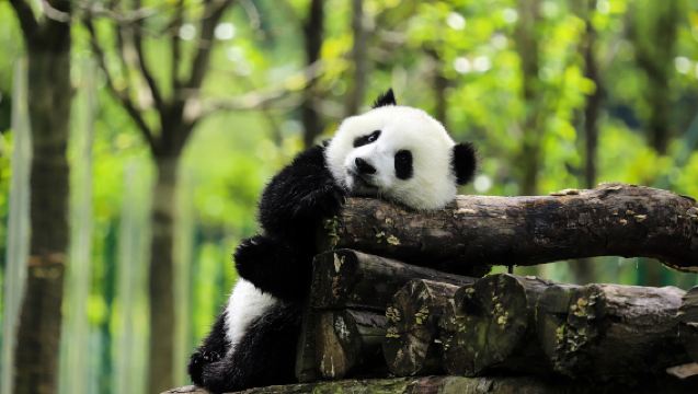 Tiket masuk ke Pangkalan Panda Sichuan | Chengdu Research Base of Giant Panda Breeding/Dujiangyan Panda Valley/Dujiangyan China Giant Panda Garden (Panda Paradise) | Pilih mana-mana tiket masuk ke Pangkalan Panda Chengdu