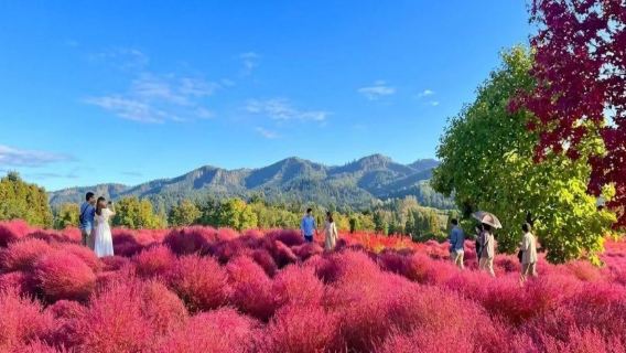 Partenza da Sapporo: tour di un giorno per ammirare i momiji autunnali a Hokkaido, sorgenti termali di Jozankei, Gola di Toyohira e giardini di Yuni