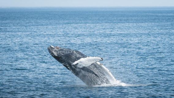 Árskógssandur: Whale-Watching Boat Trip