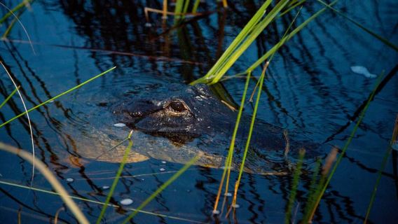 Os Everglades: Passeio Noturno de Airboat de 1 Hora