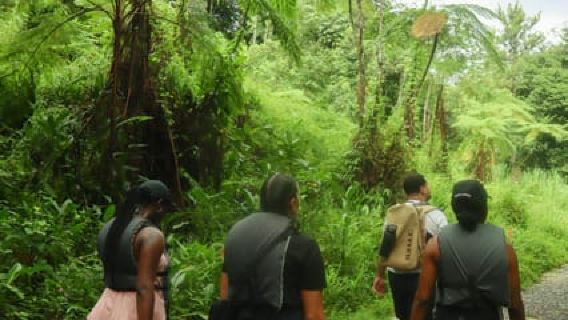 Authentic El Yunque Rainforest Adventure Waterfalls & Slides