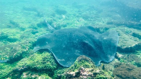 ガラパゴス・トンネルズ: サメ、タツノオトシゴ、ウミガメとシュノーケリング